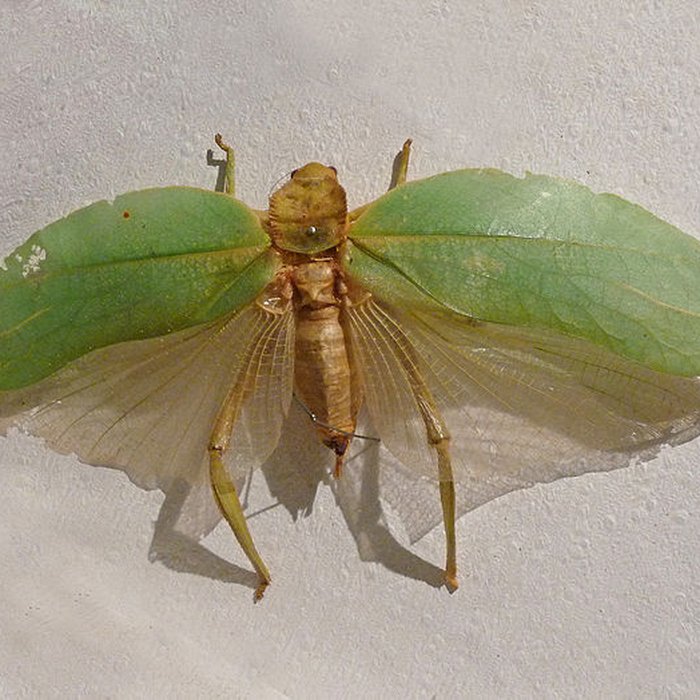 Photo de Musée dhistoire naturelle et dethnographie à Colmar