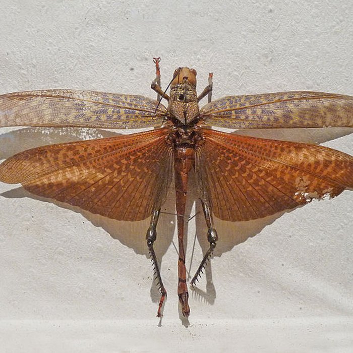 Photo de Musée dhistoire naturelle et dethnographie à Colmar