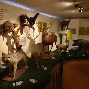 Musée dhistoire naturelle et dethnographie à Colmar