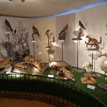 Musée dhistoire naturelle et dethnographie à Colmar