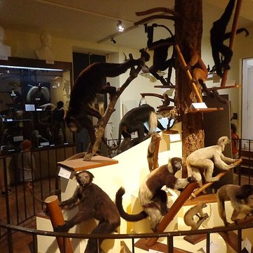 Musée dhistoire naturelle et dethnographie à Colmar