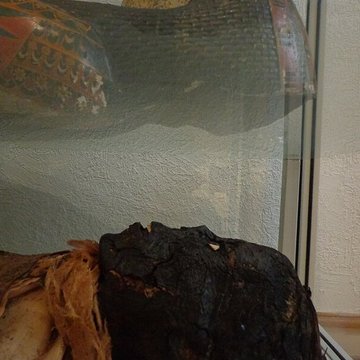 Musée dhistoire naturelle et dethnographie à Colmar