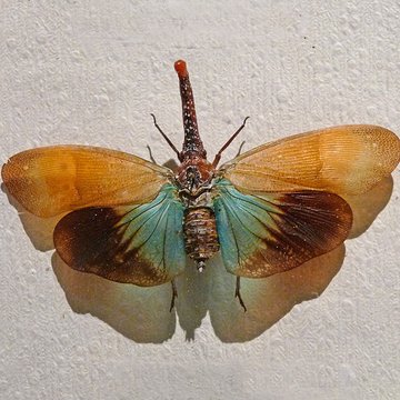 Musée dhistoire naturelle et dethnographie à Colmar