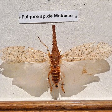 Musée dhistoire naturelle et dethnographie à Colmar