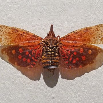 Musée dhistoire naturelle et dethnographie à Colmar