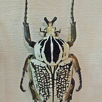 Musée dhistoire naturelle et dethnographie à Colmar