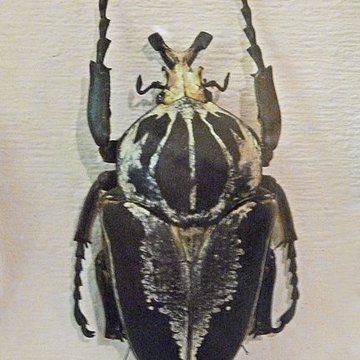 Musée dhistoire naturelle et dethnographie à Colmar