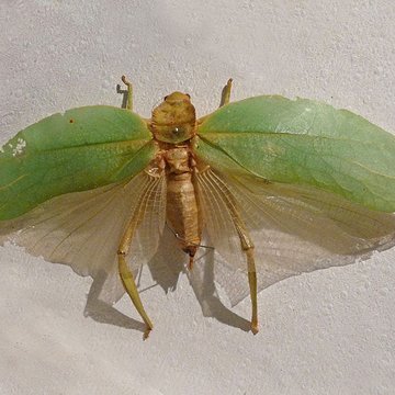 Musée dhistoire naturelle et dethnographie à Colmar