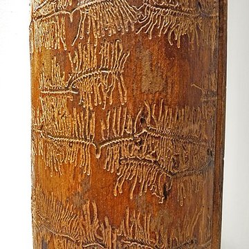 Musée dhistoire naturelle et dethnographie à Colmar