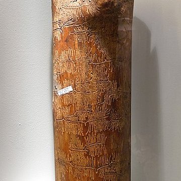 Musée dhistoire naturelle et dethnographie à Colmar