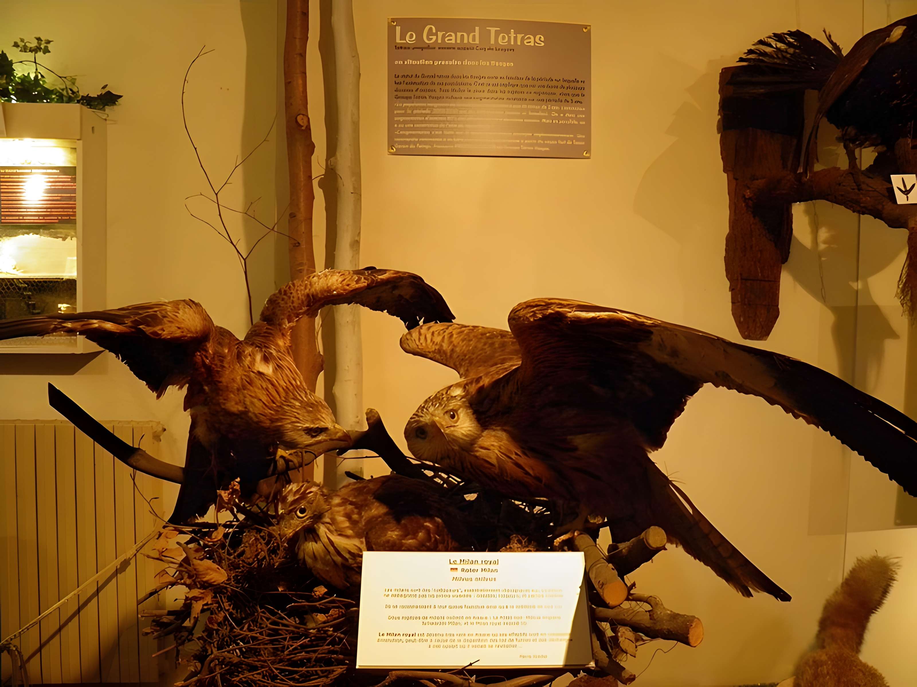 Musée d'histoire naturelle et d'ethnographie à Colmar