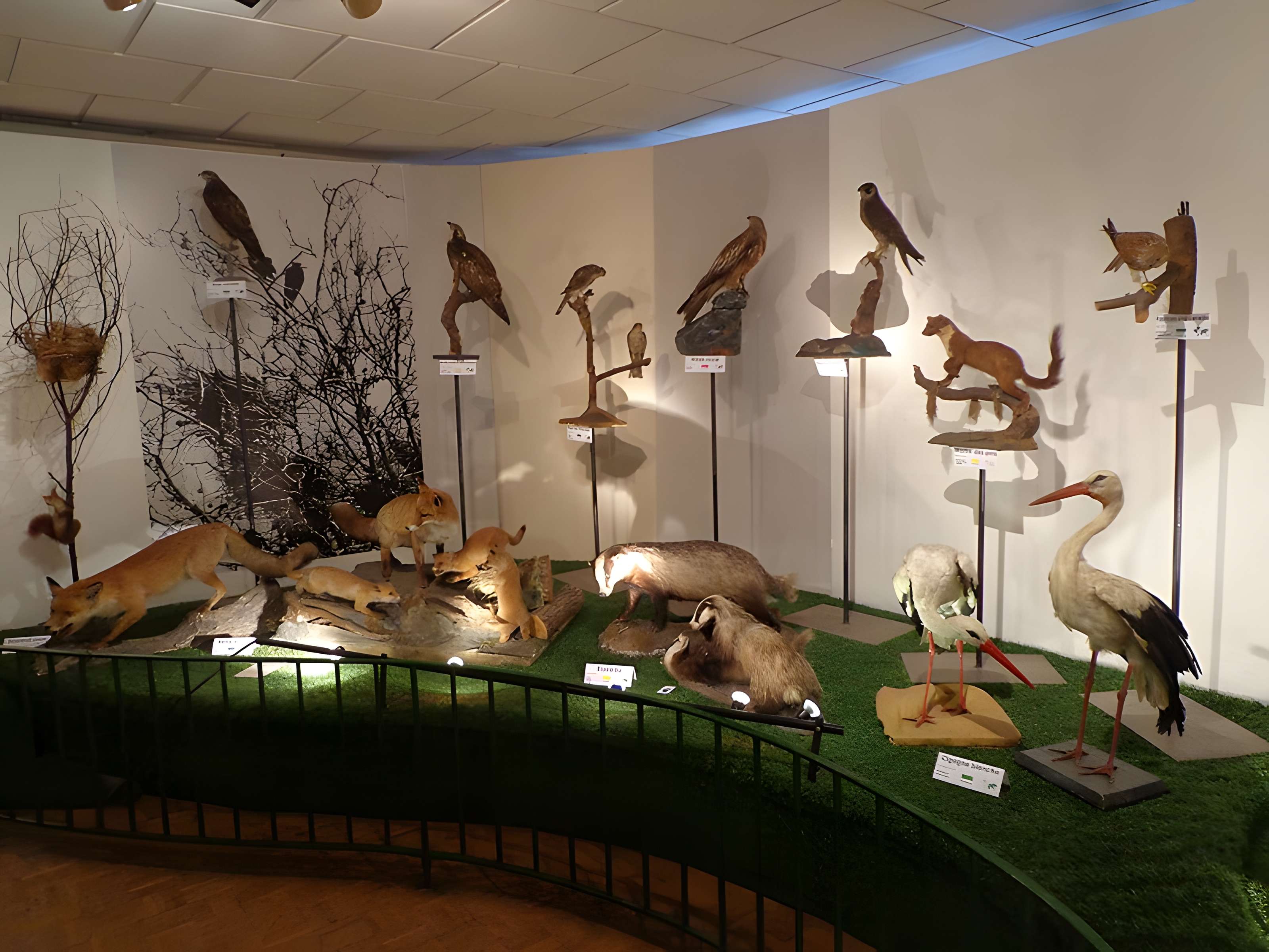 Musée d'histoire naturelle et d'ethnographie à Colmar