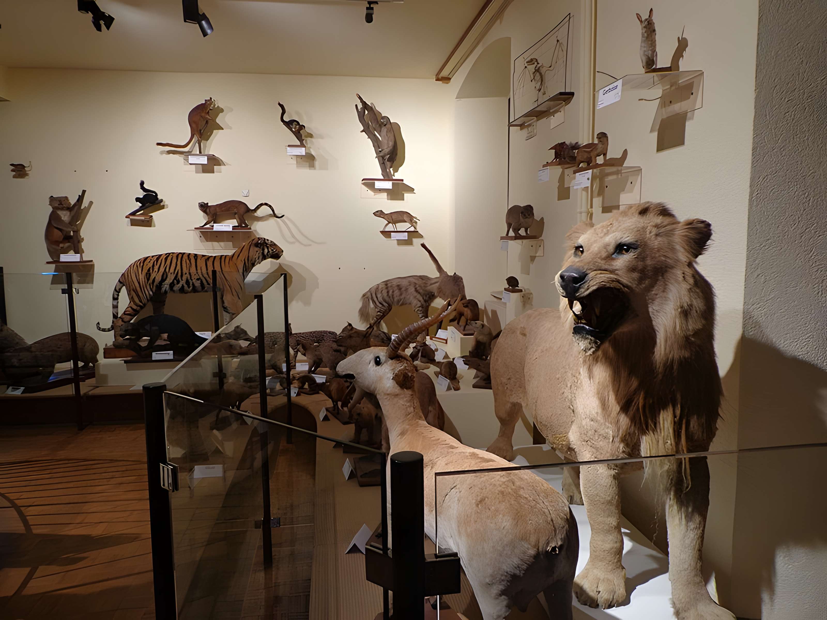 Musée d'histoire naturelle et d'ethnographie à Colmar