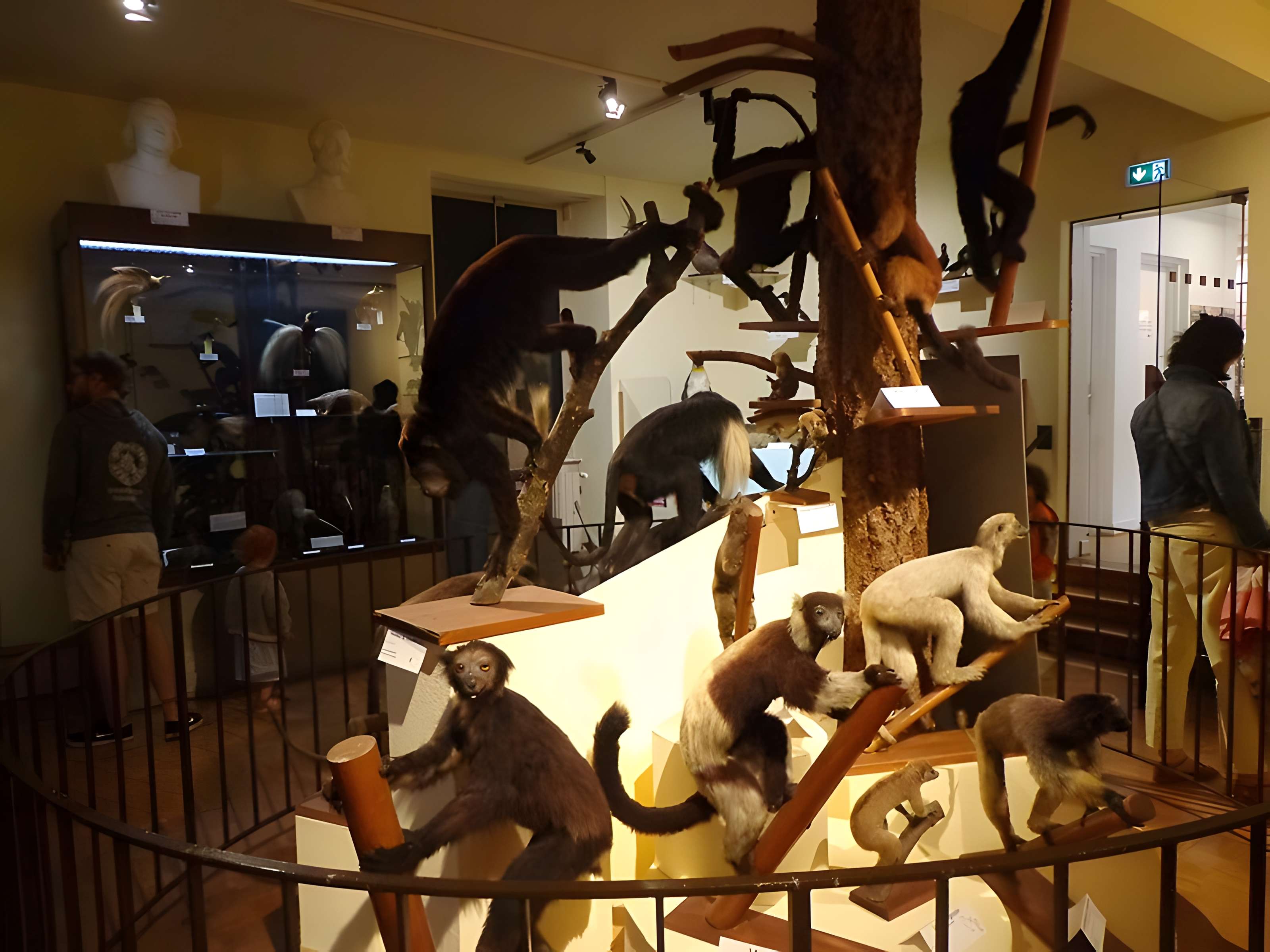 Musée d'histoire naturelle et d'ethnographie à Colmar