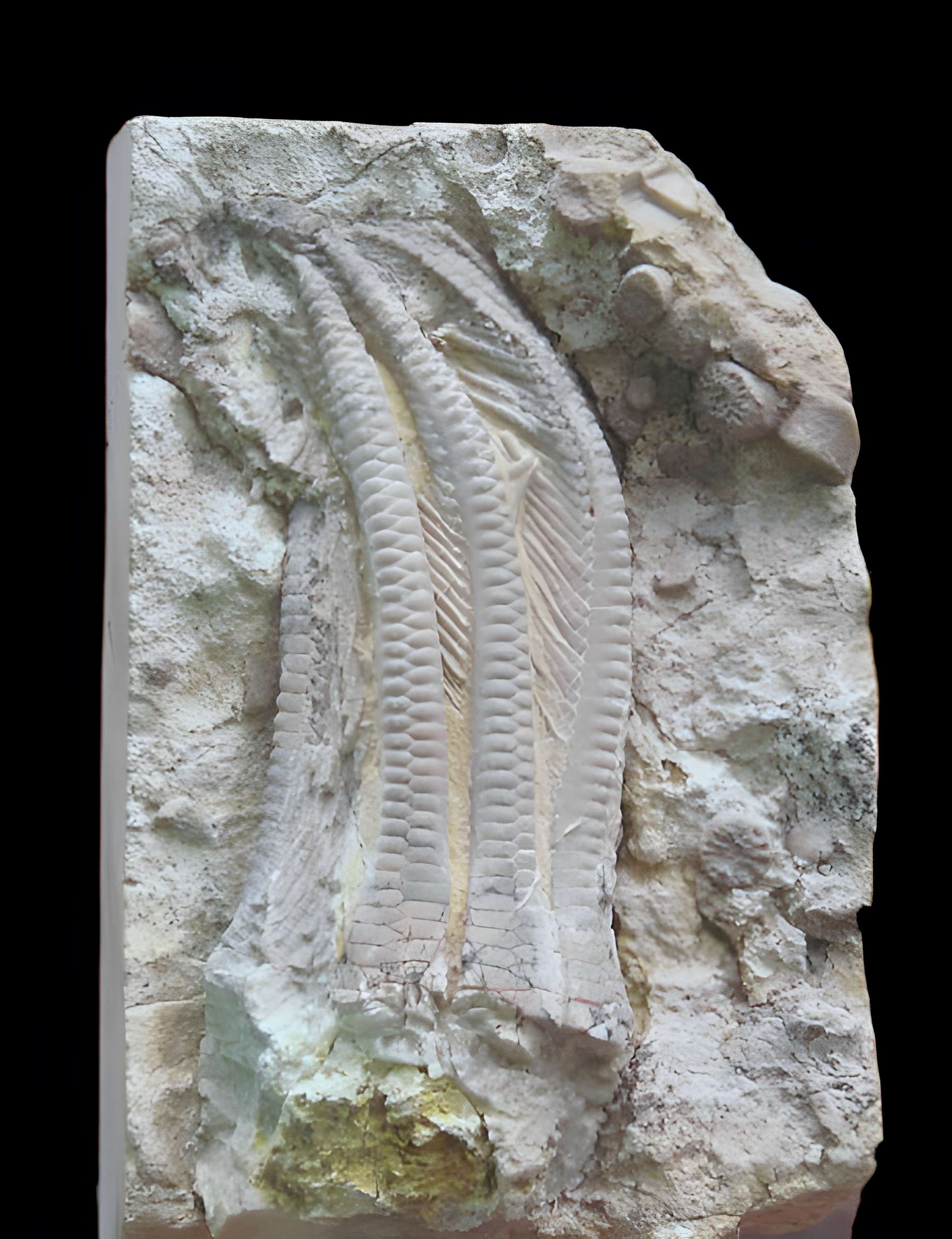 Musée d'histoire naturelle et d'ethnographie à Colmar