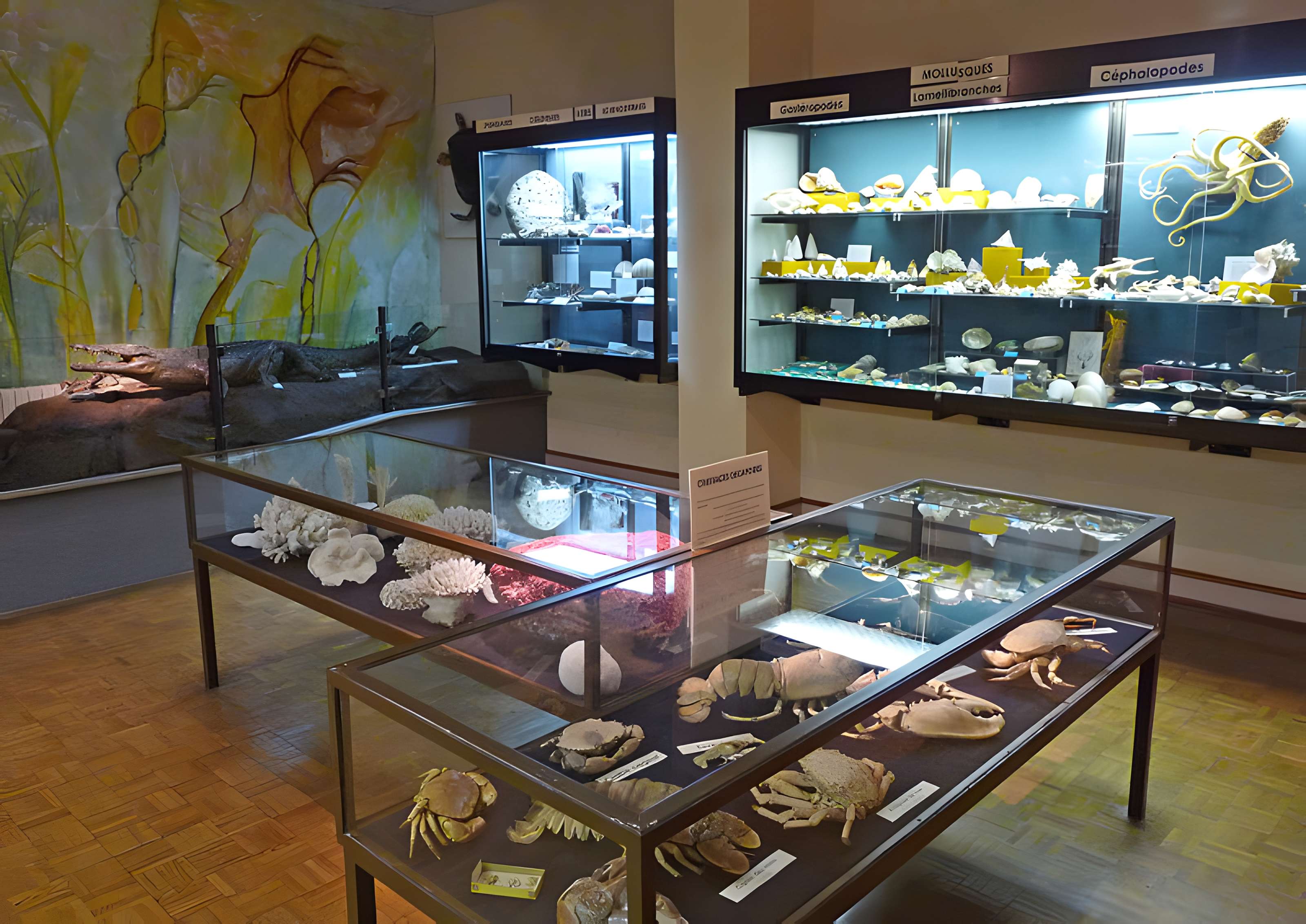 Musée d'histoire naturelle et d'ethnographie à Colmar