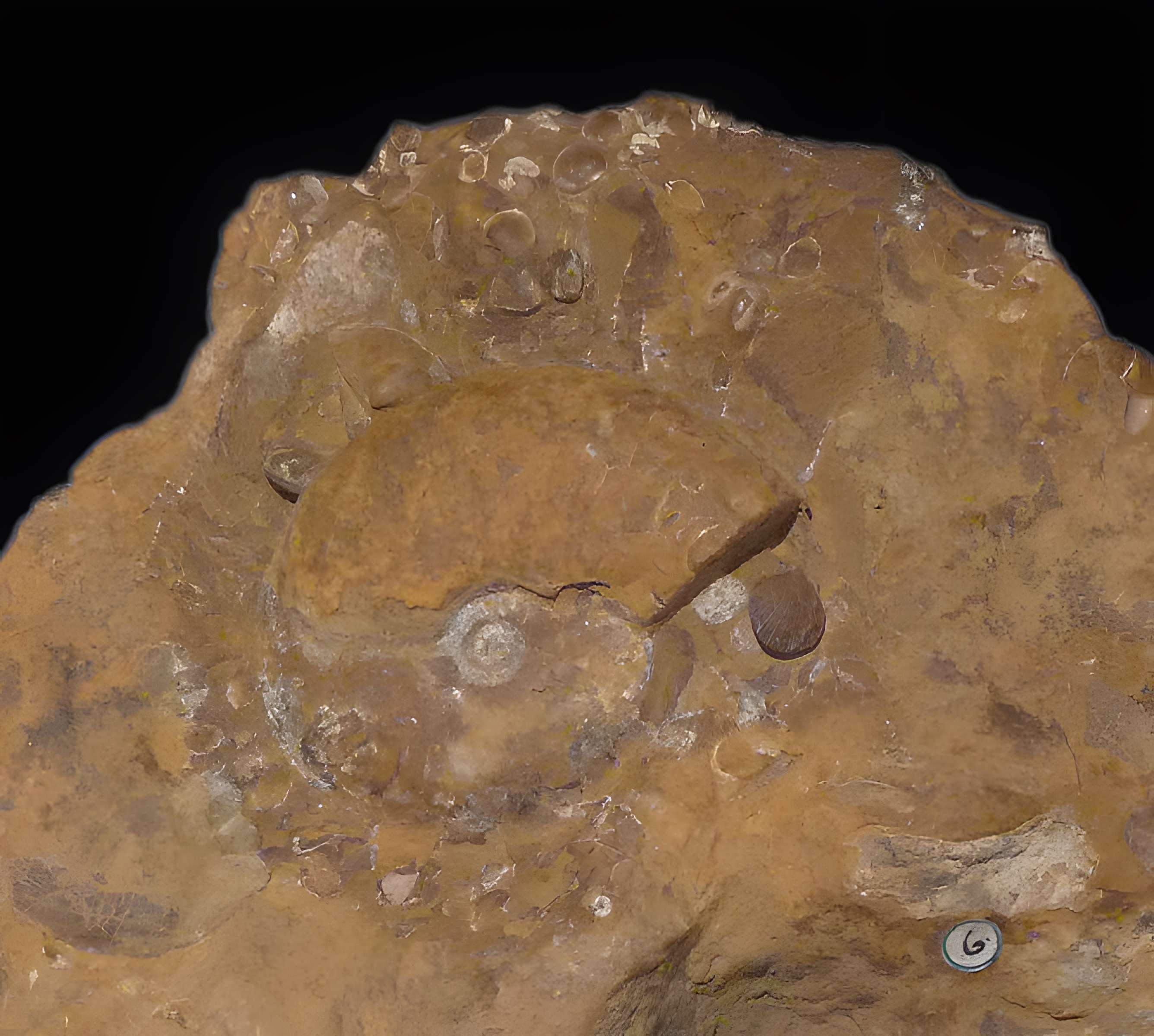 Musée d'histoire naturelle et d'ethnographie à Colmar