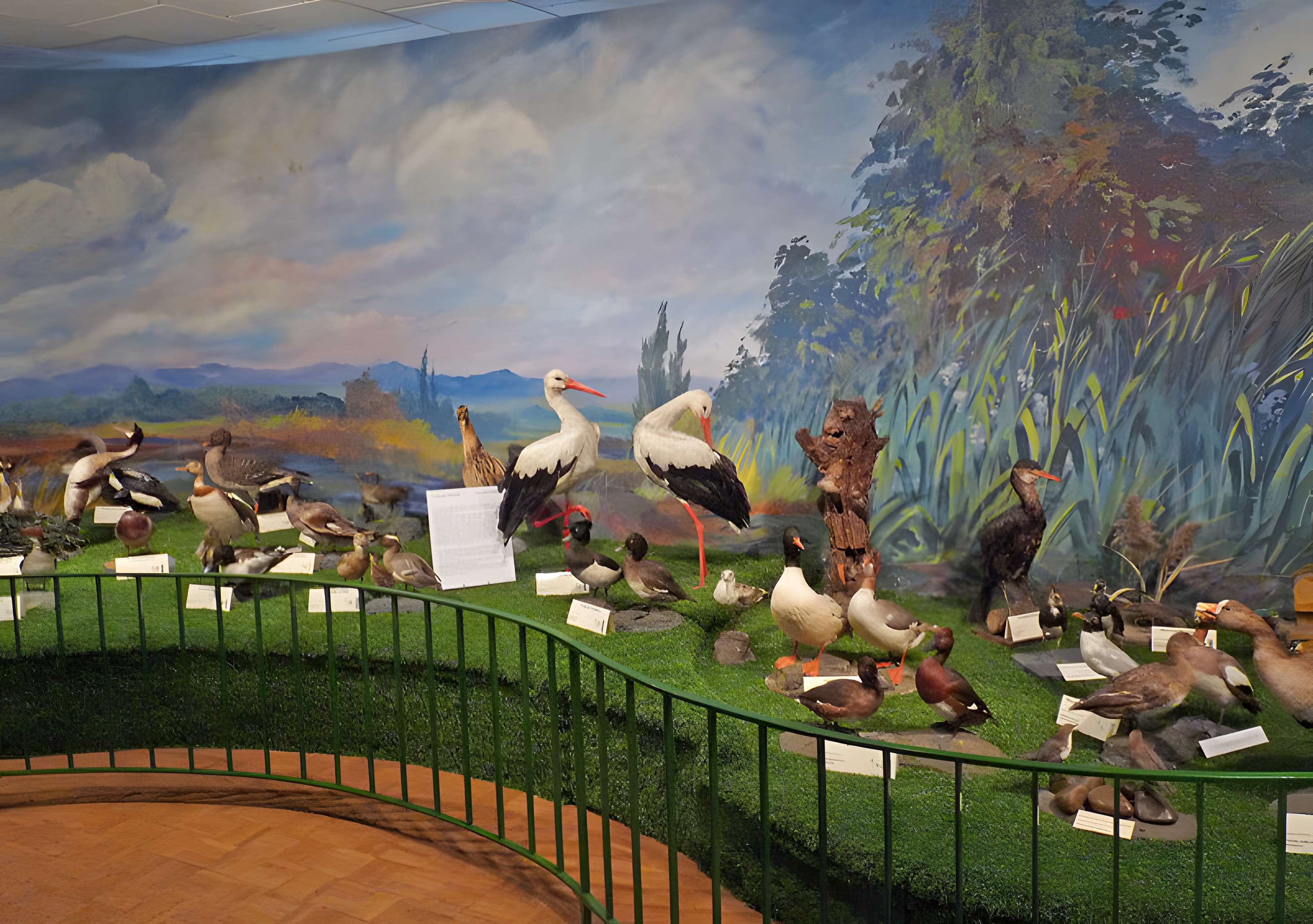 Musée d'histoire naturelle et d'ethnographie à Colmar