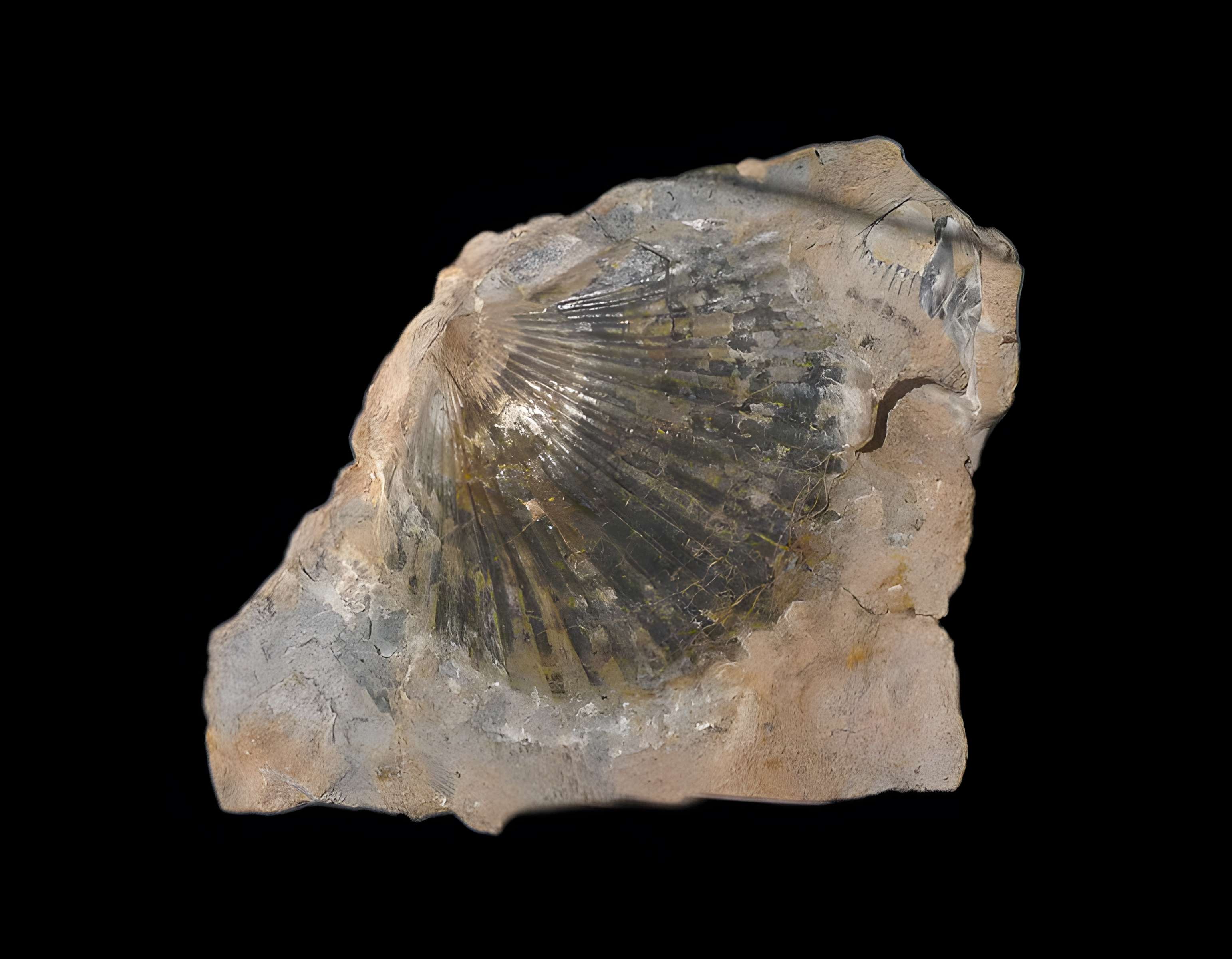 Musée d'histoire naturelle et d'ethnographie à Colmar