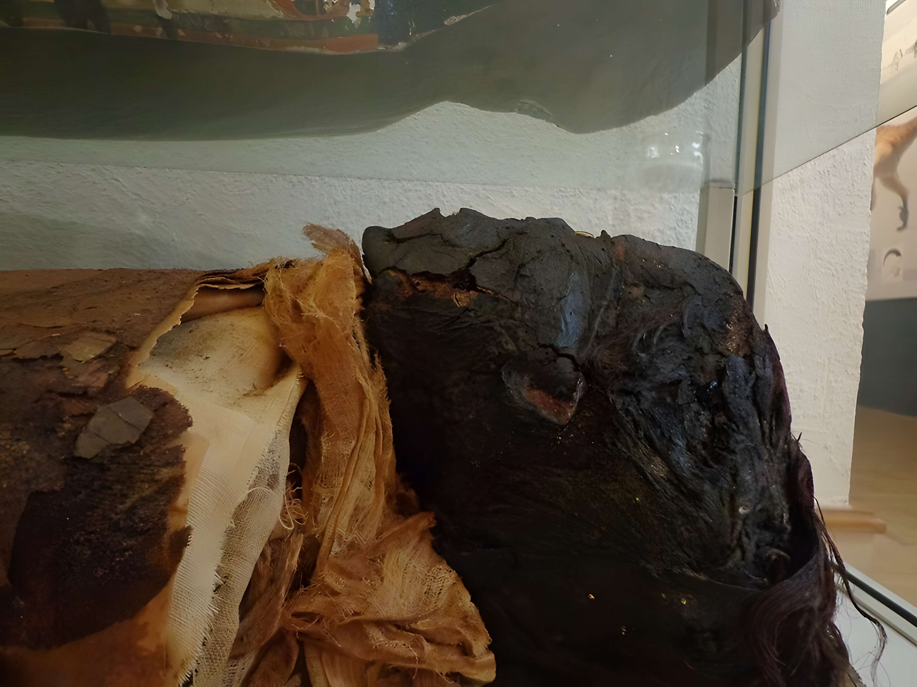 Musée d'histoire naturelle et d'ethnographie à Colmar