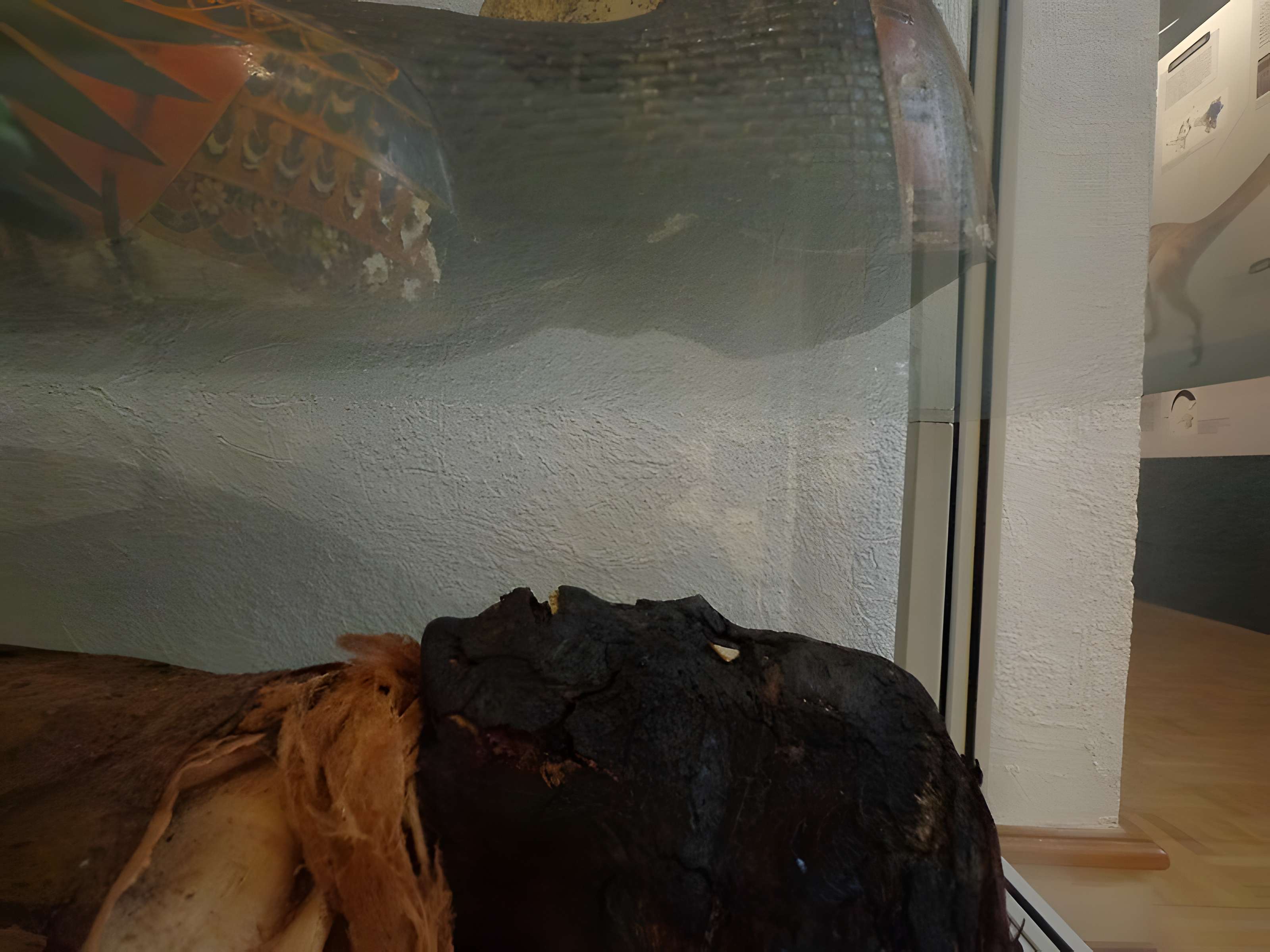 Musée d'histoire naturelle et d'ethnographie à Colmar