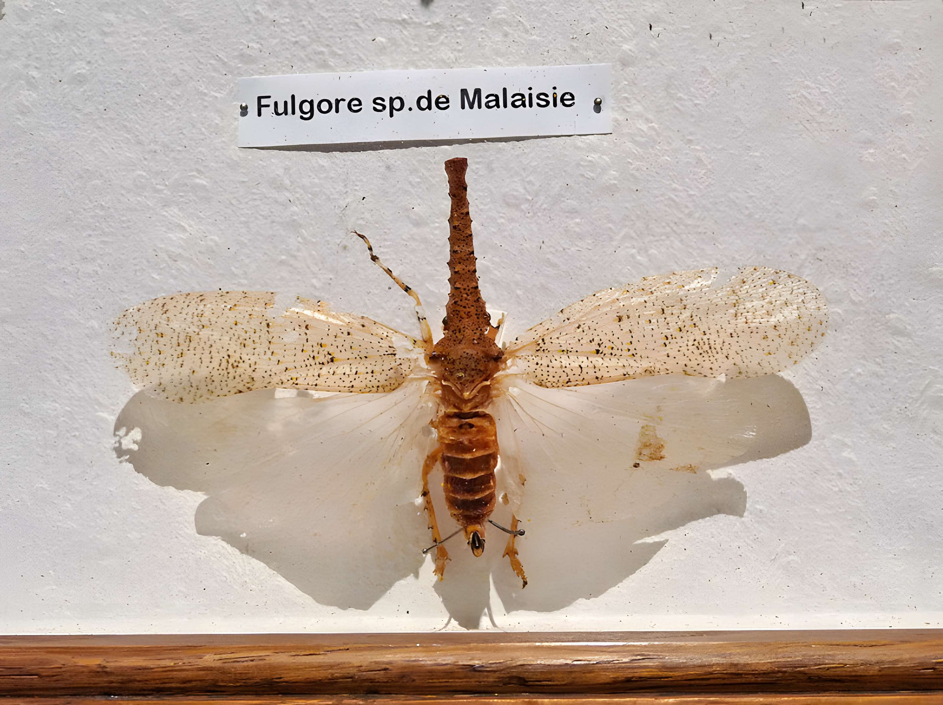 Musée d'histoire naturelle et d'ethnographie à Colmar