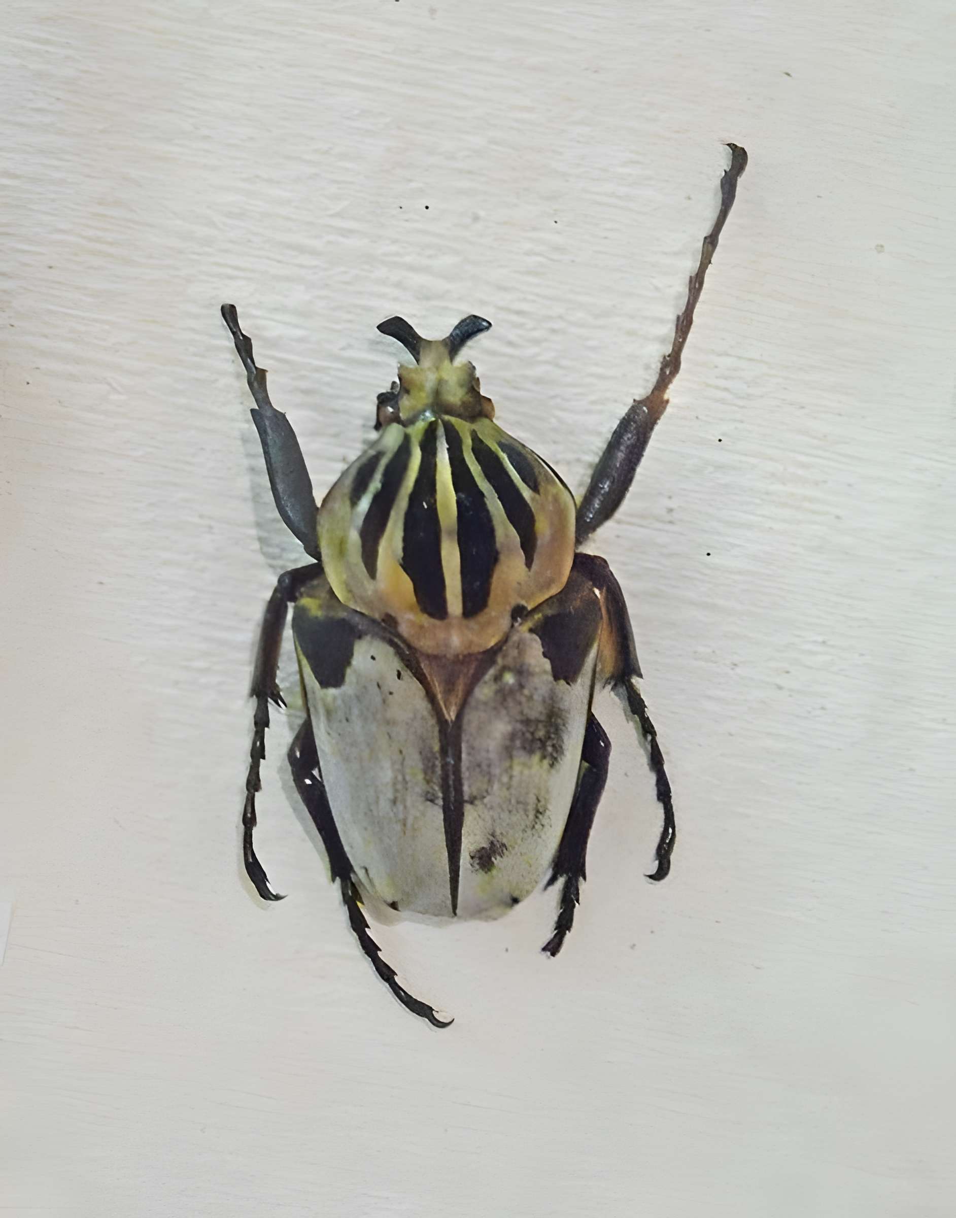 Musée d'histoire naturelle et d'ethnographie à Colmar