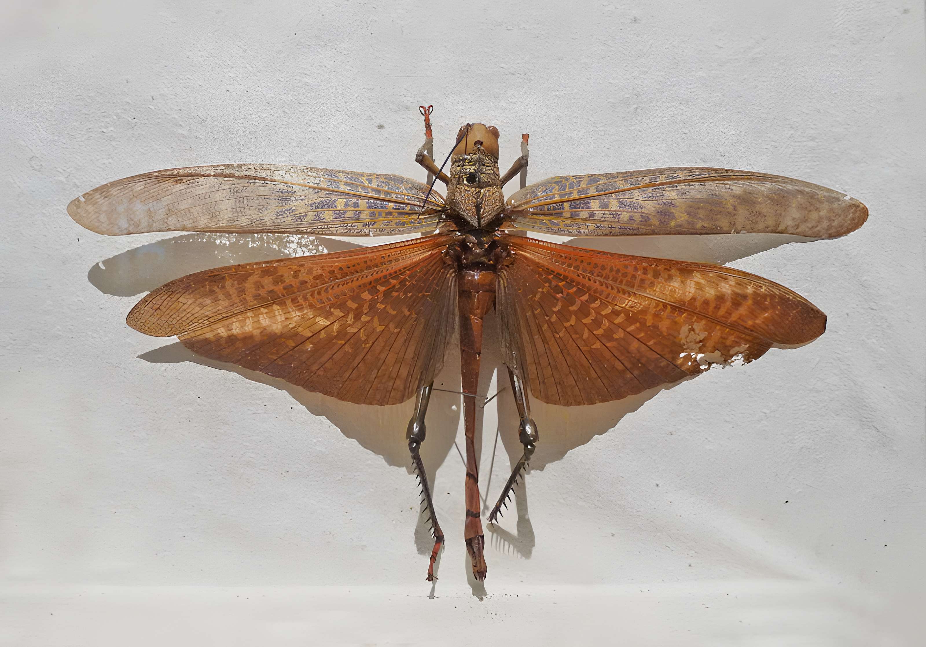 Musée d'histoire naturelle et d'ethnographie à Colmar
