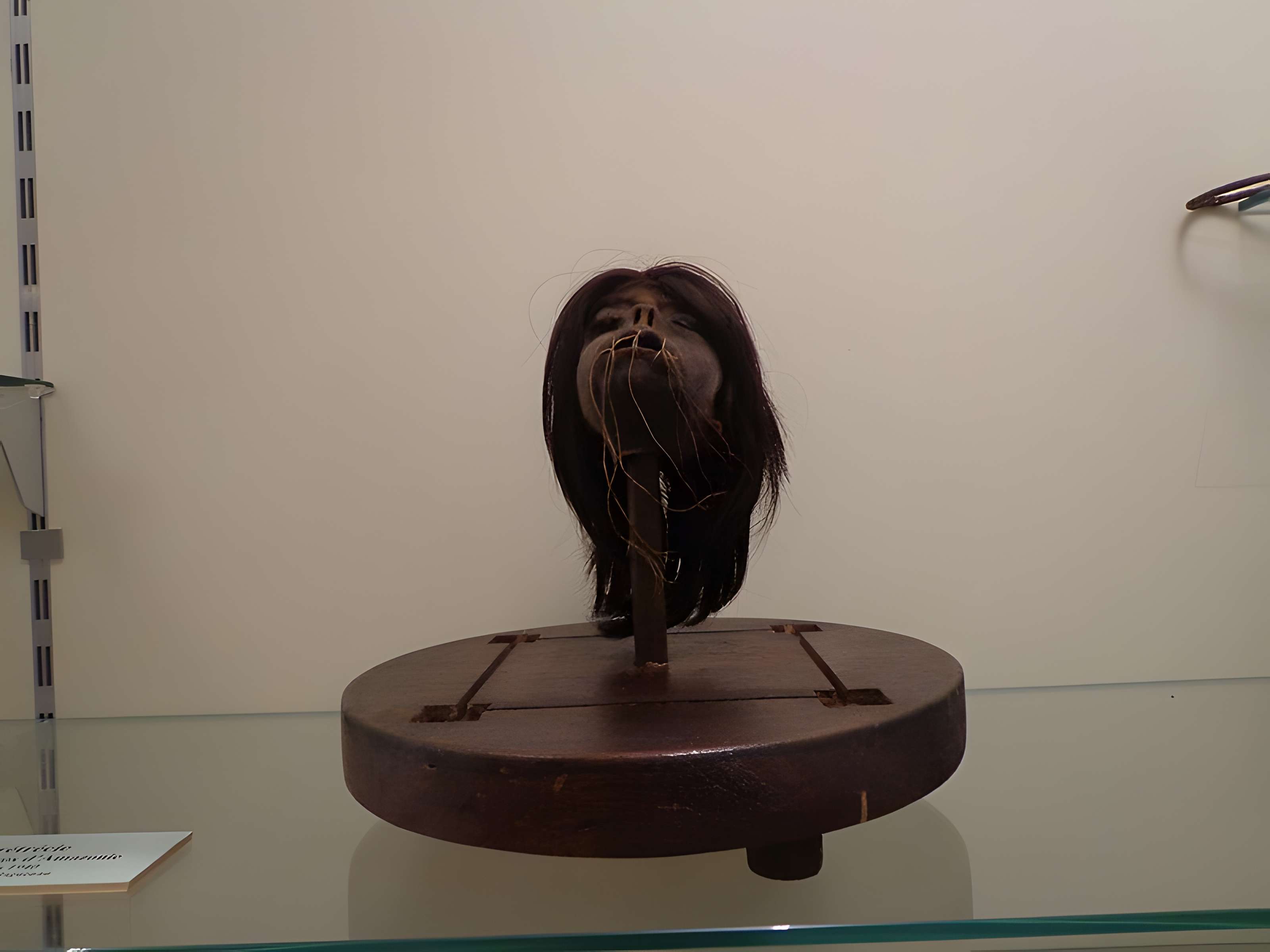 Musée d'histoire naturelle et d'ethnographie à Colmar