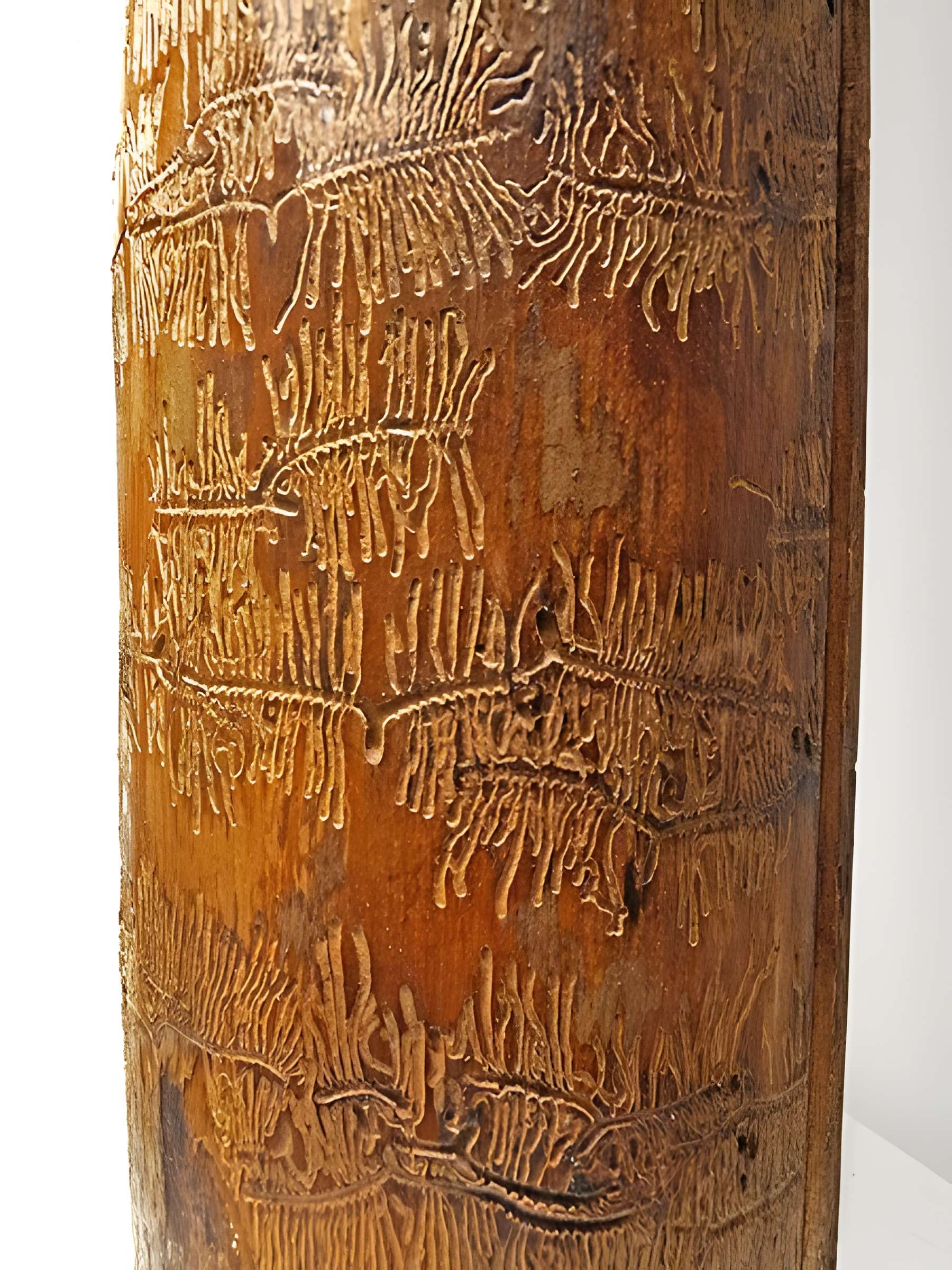 Musée d'histoire naturelle et d'ethnographie à Colmar