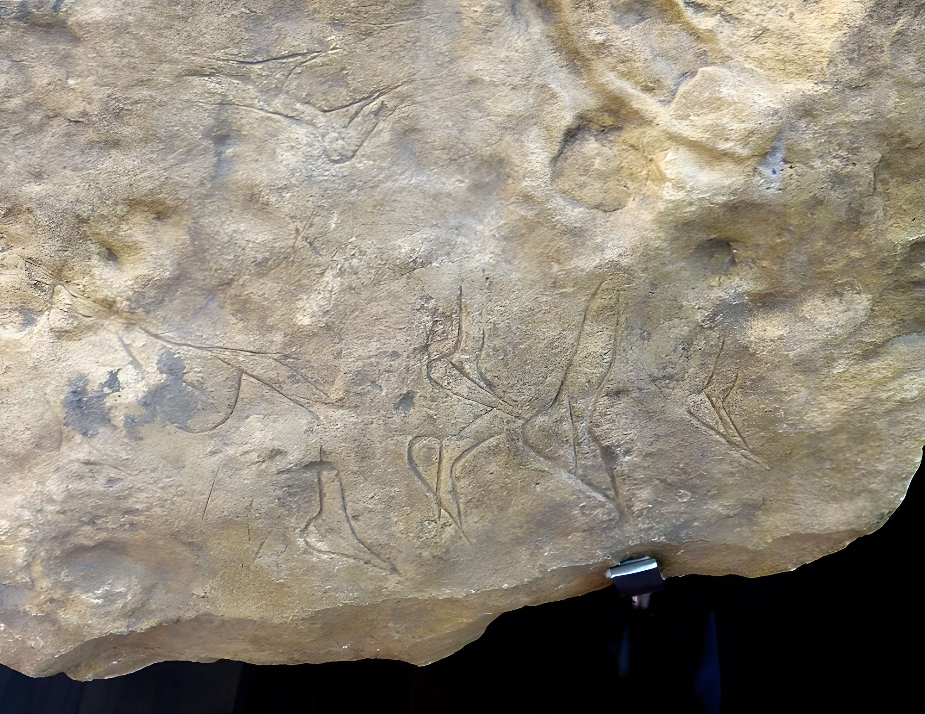 Musée de la préhistoire des Eyzies-de-Tayac-Sireuil