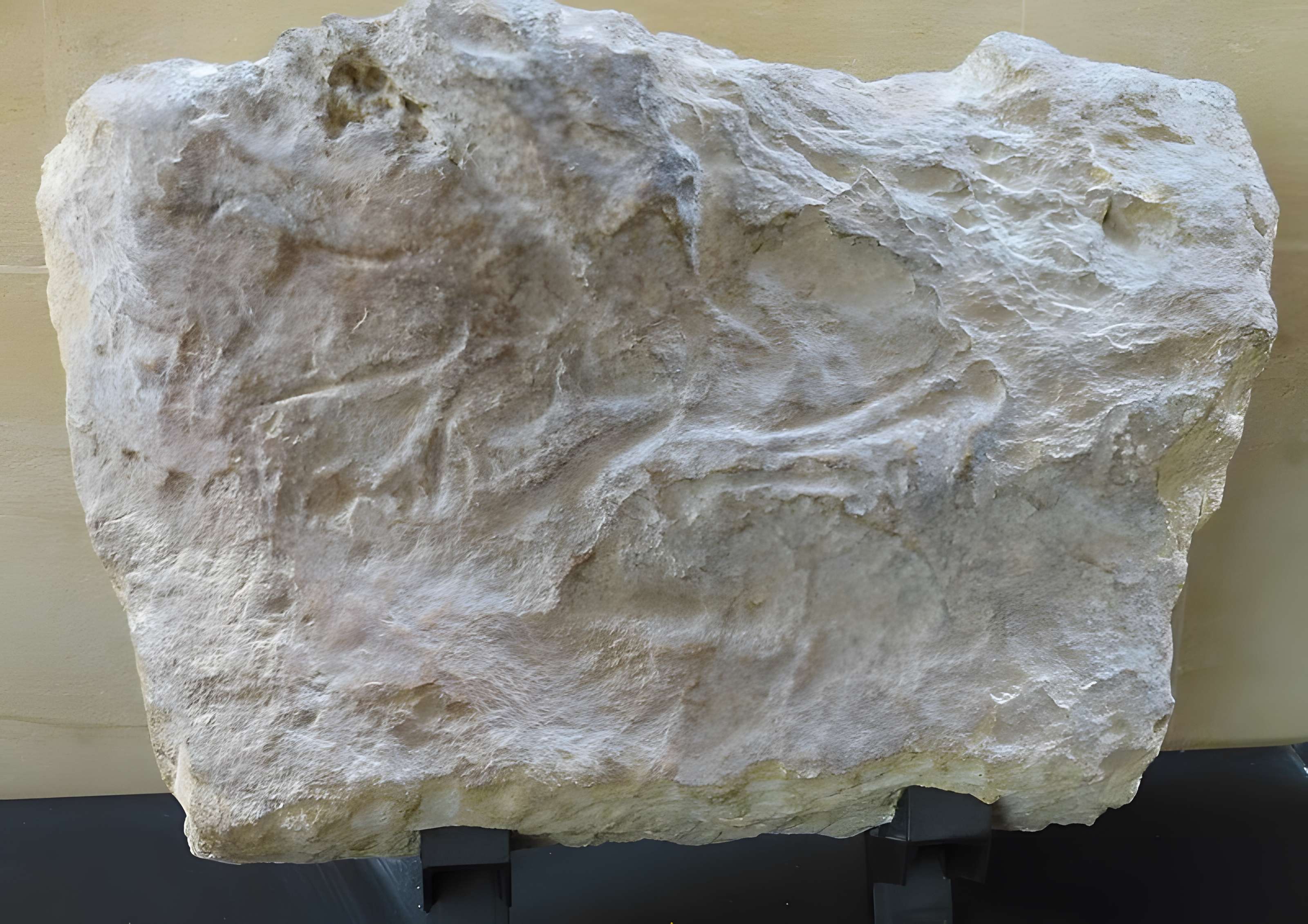 Musée de la préhistoire des Eyzies-de-Tayac-Sireuil