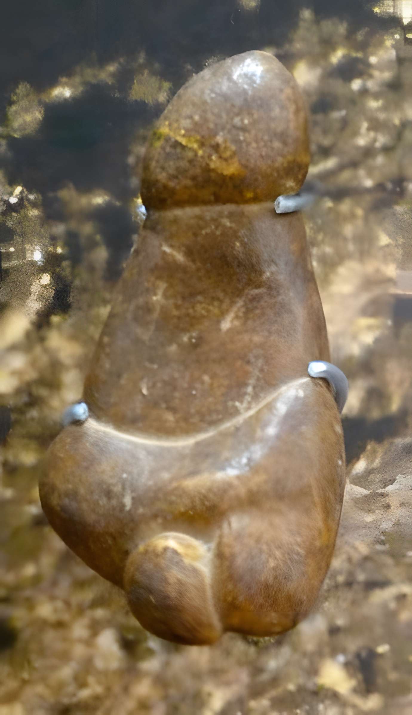 Musée de la préhistoire des Eyzies-de-Tayac-Sireuil