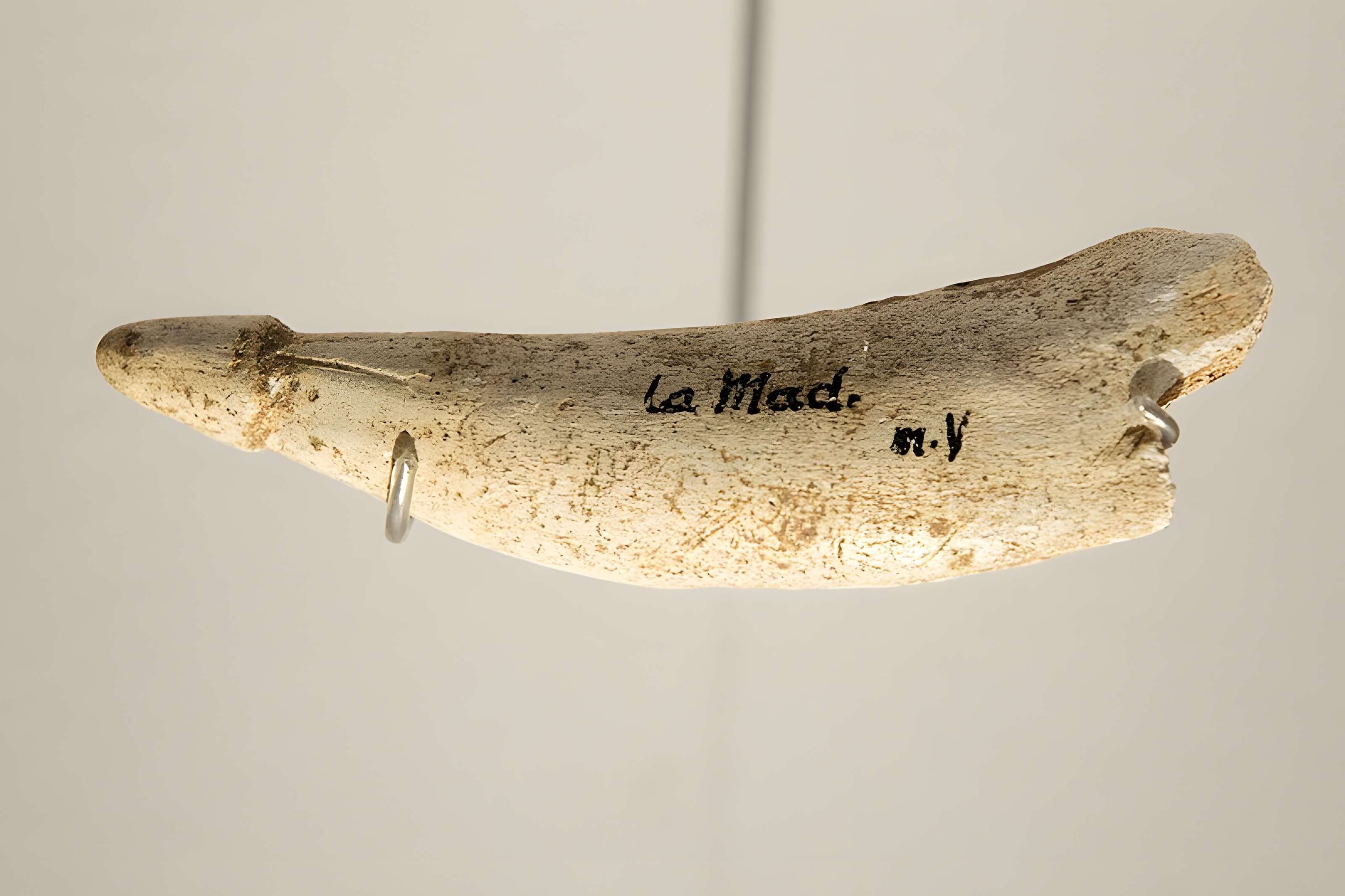 Musée de la préhistoire des Eyzies-de-Tayac-Sireuil