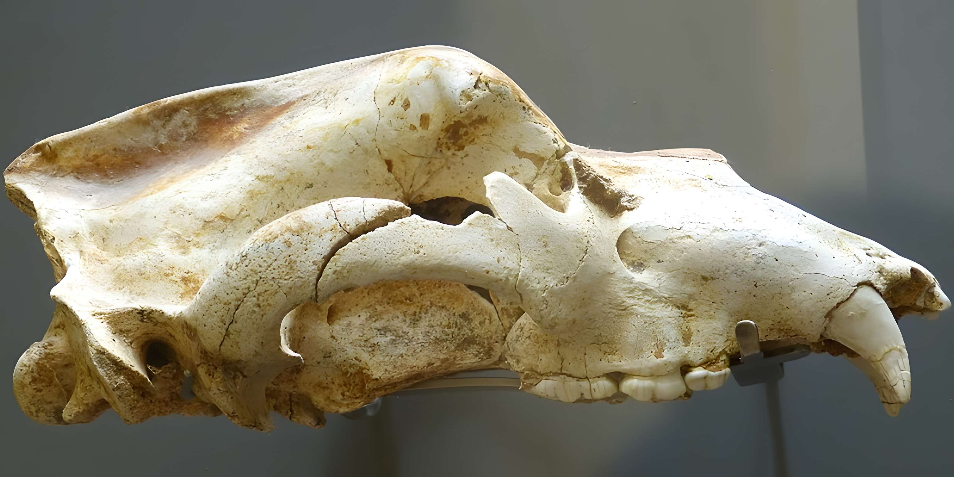 Musée de la préhistoire des Eyzies-de-Tayac-Sireuil