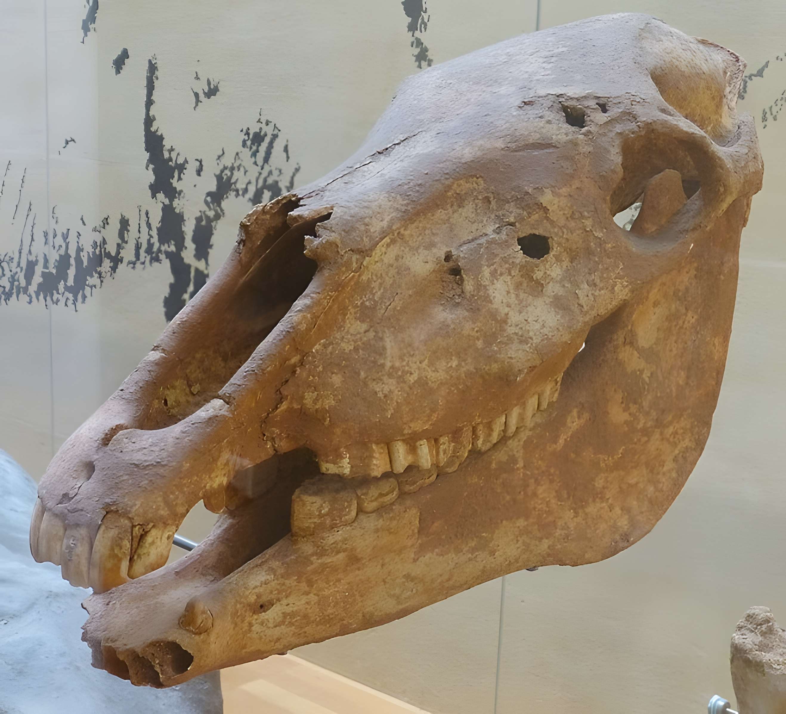 Musée de la préhistoire des Eyzies-de-Tayac-Sireuil