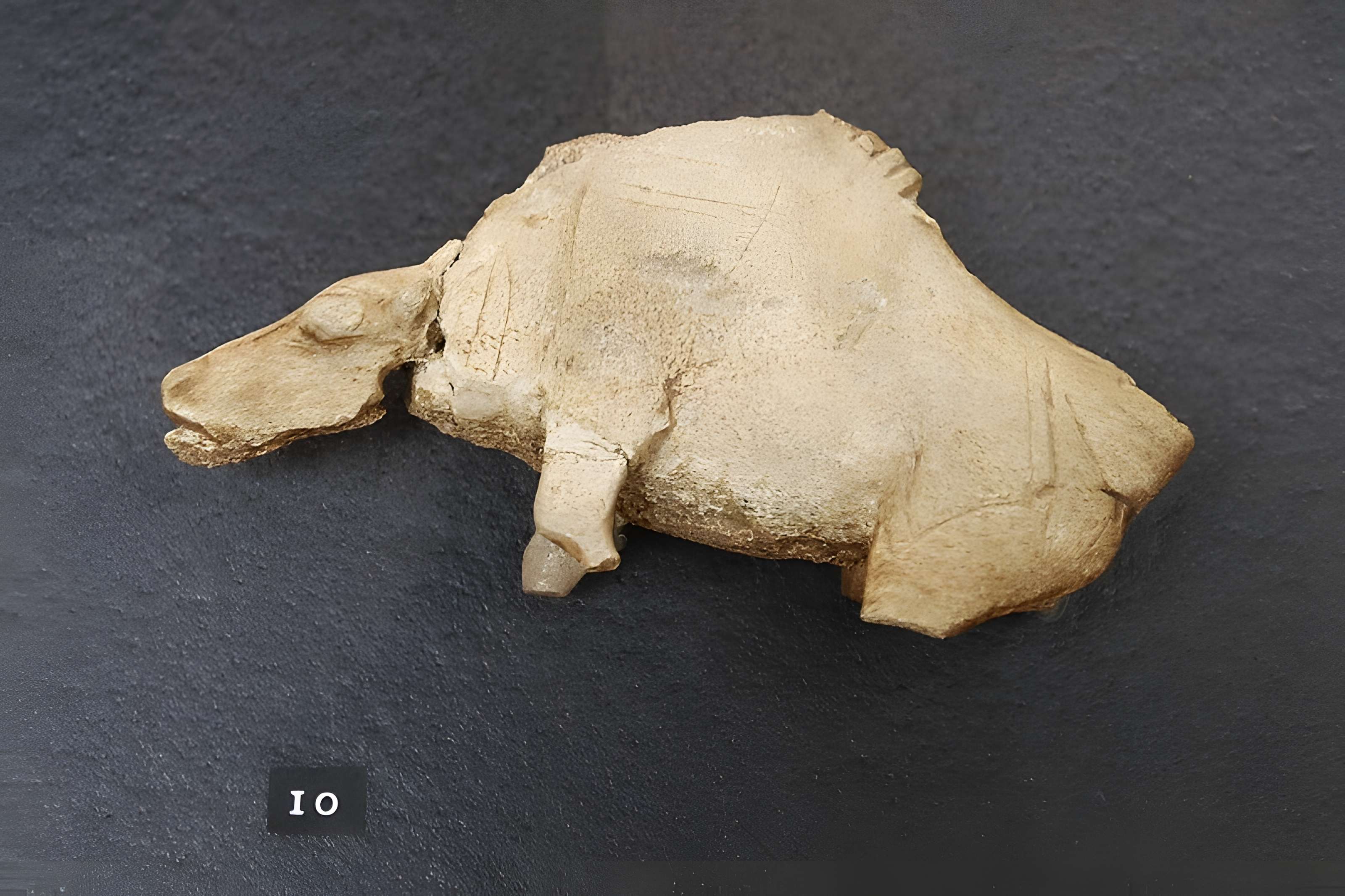 Musée de la préhistoire des Eyzies-de-Tayac-Sireuil