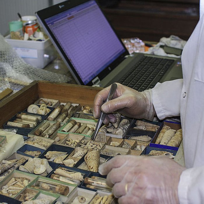 Photo de Muséum dhistoire naturelle de Bordeaux
