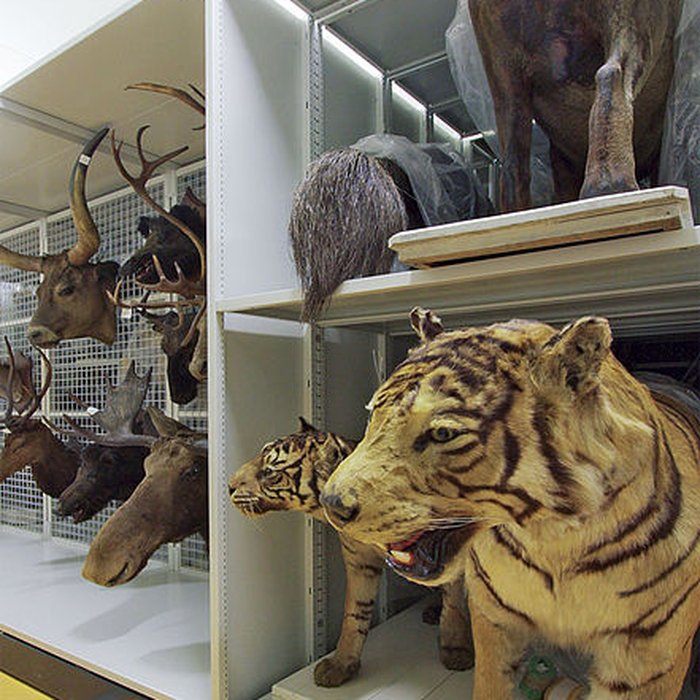 Photo de Muséum dhistoire naturelle de Bordeaux