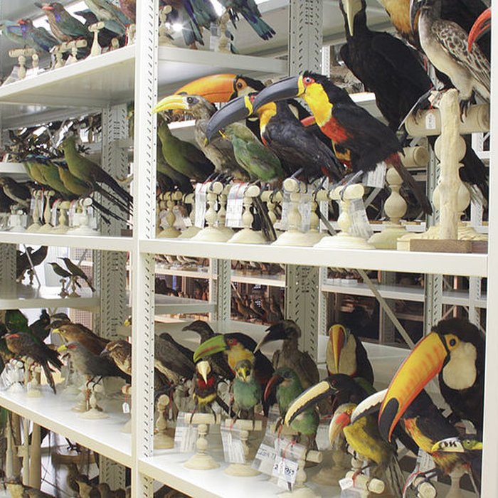 Photo de Muséum dhistoire naturelle de Bordeaux