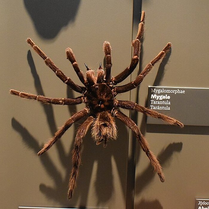 Photo de Muséum dhistoire naturelle de Bordeaux