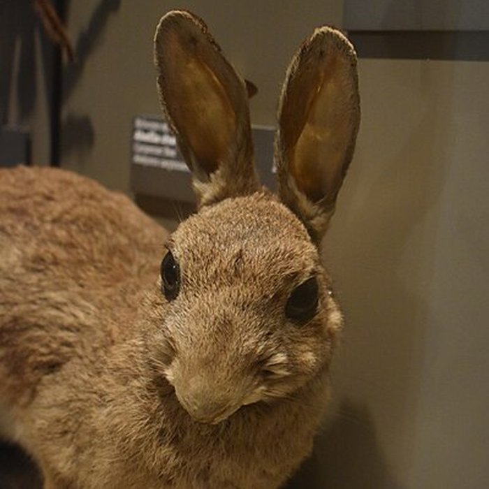 Photo de Muséum dhistoire naturelle de Bordeaux