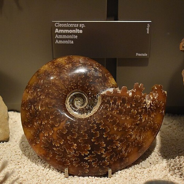 Photo de Muséum dhistoire naturelle de Bordeaux