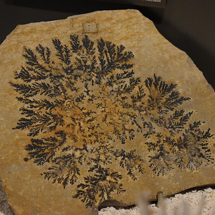 Photo de Muséum dhistoire naturelle de Bordeaux