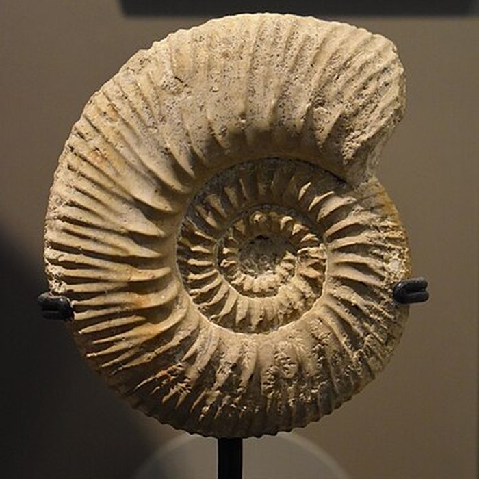 Photo de Muséum dhistoire naturelle de Bordeaux