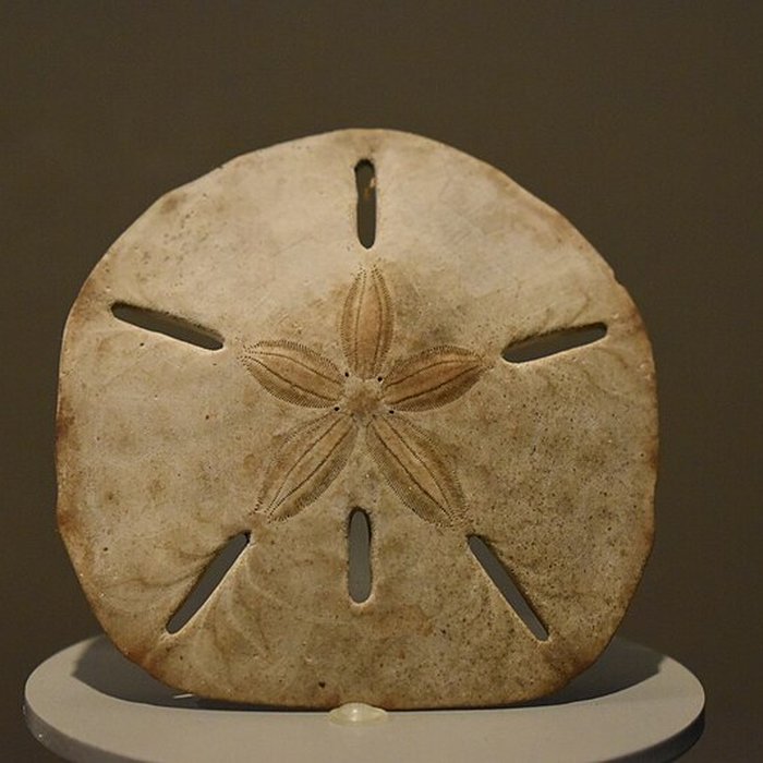 Photo de Muséum dhistoire naturelle de Bordeaux