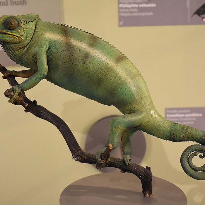 Photo de Muséum dhistoire naturelle de Bordeaux