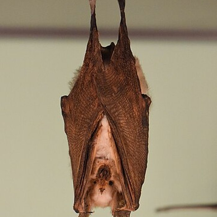 Photo de Muséum dhistoire naturelle de Bordeaux