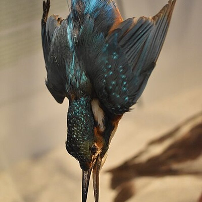 Photo de Muséum dhistoire naturelle de Bordeaux