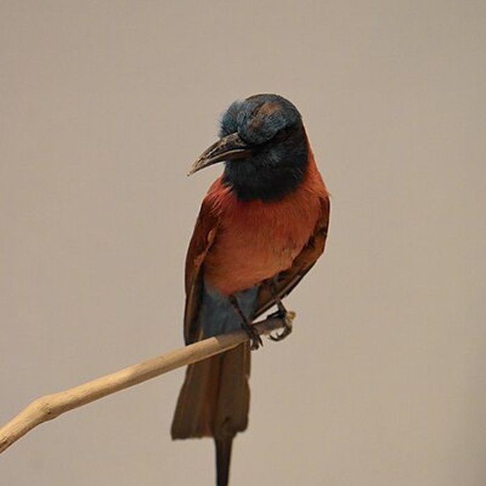 Photo de Muséum dhistoire naturelle de Bordeaux